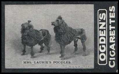 144 Mrs. Laurie's Poodles